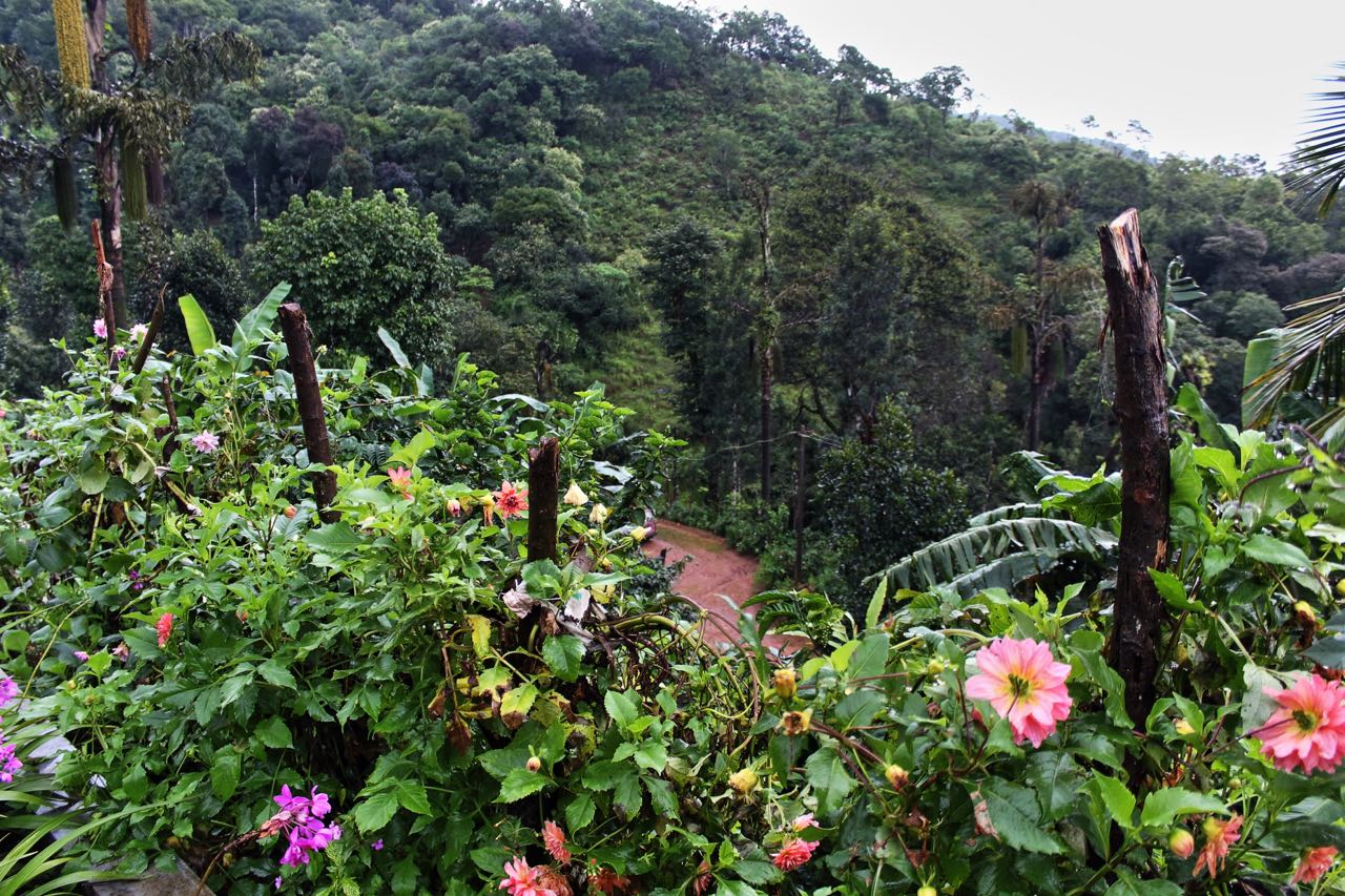 Homestay in chikmagalur